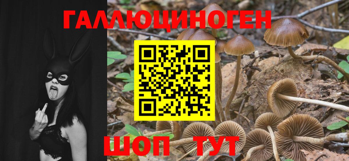 Галлюциногенные грибы GOLDEN TEACHER  Вход с VPN  Сальск 
